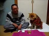 Heart Broken Man Trying To Drink Alcohol And His Dog Stops Him
