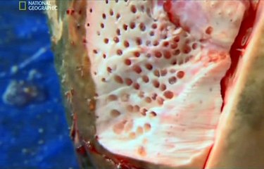 Rekin Doskonaly Dokument