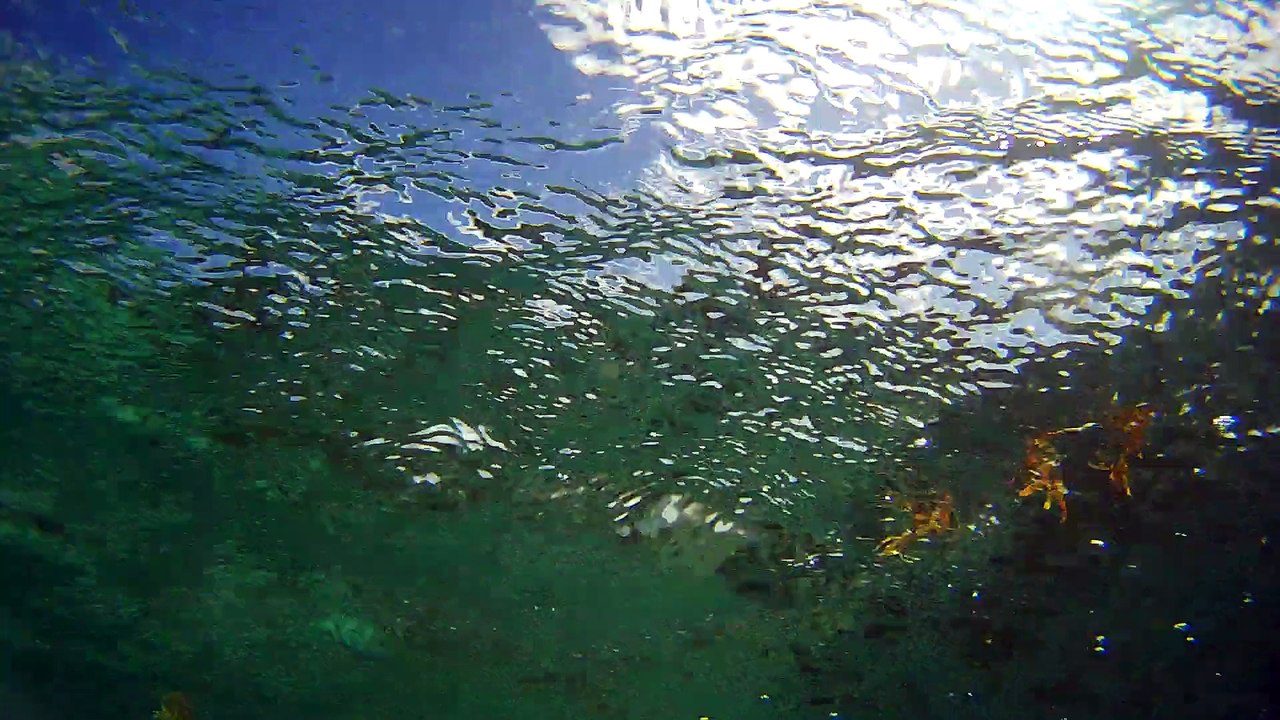 Requin Citron