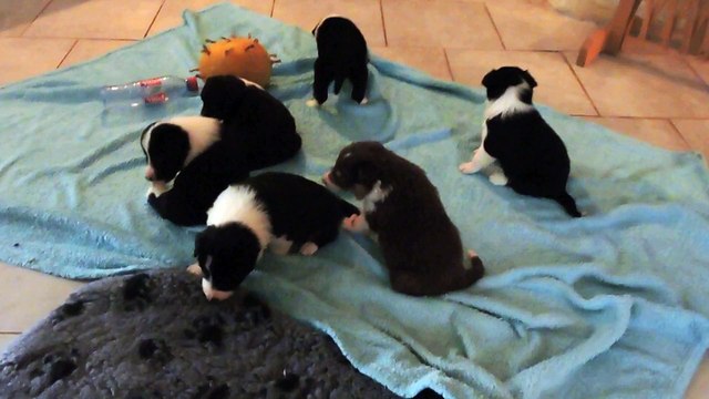 Les chiots de Dune et Drop à 1 mois