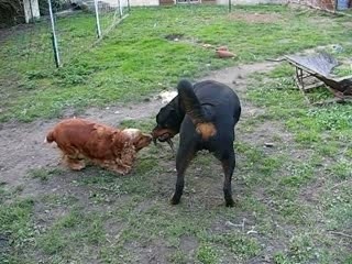 Cocker vs Rottweiler