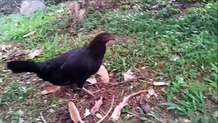 [Original Video] Funny Clip - Hen Crowing with a Low Voice