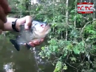 Fish Teeth Cuts Stick-Subhan Allah