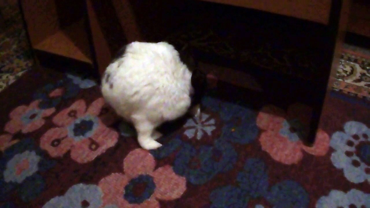 Sevimli Tavşan VEECCİİHHİİ