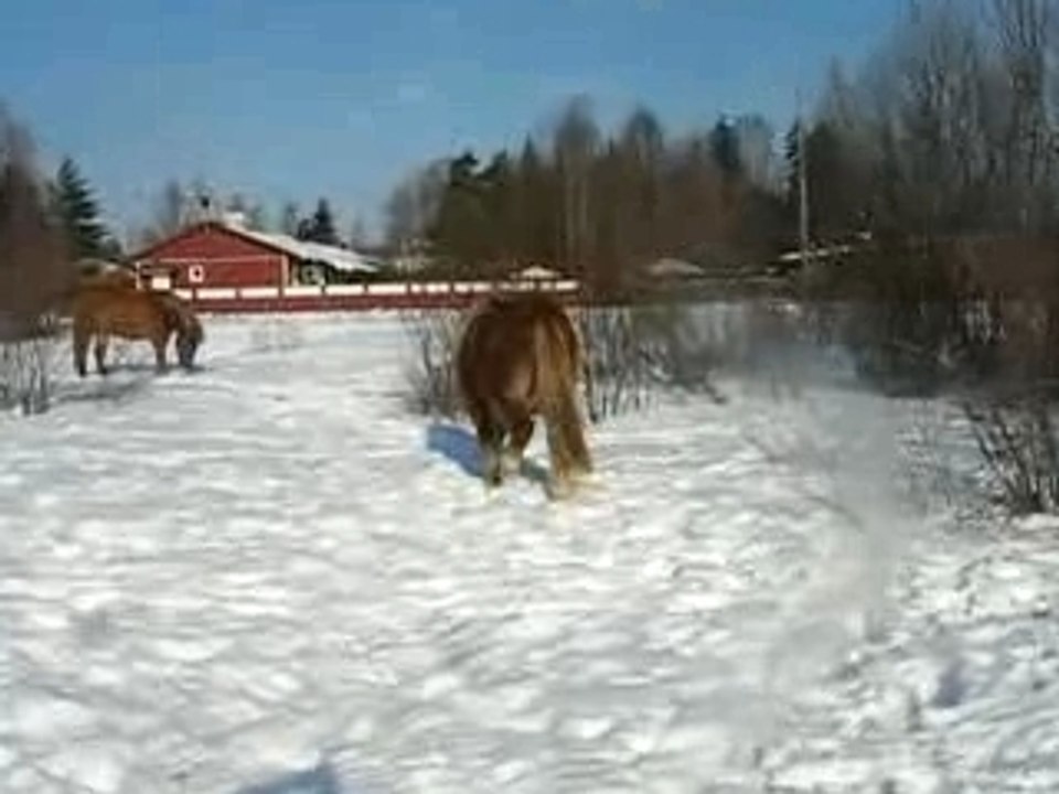 Old stallion in snow