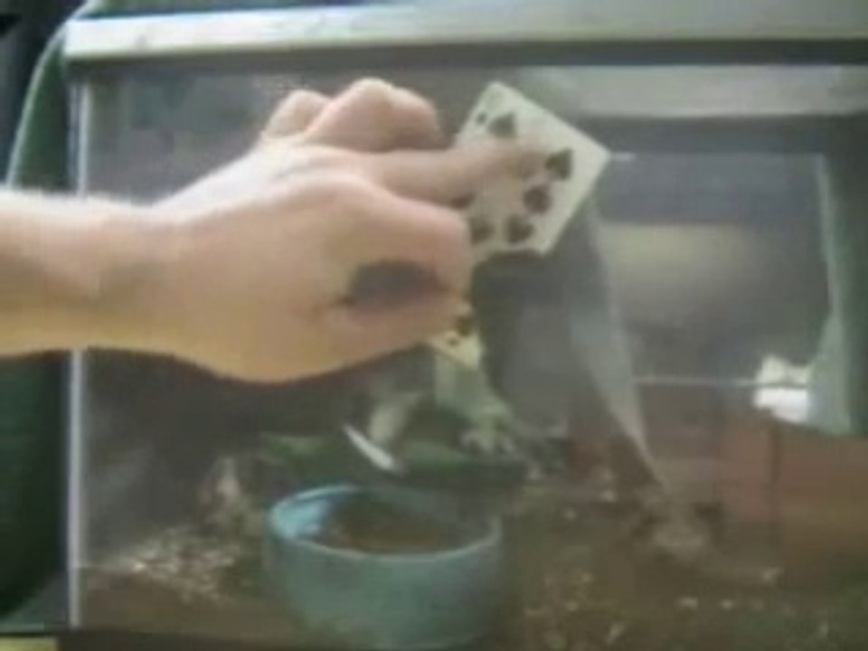 Magic Tricks Revealed Card Through Window Trick video Dailymotion