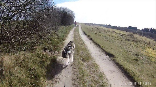 chiens de traineaux bretagne