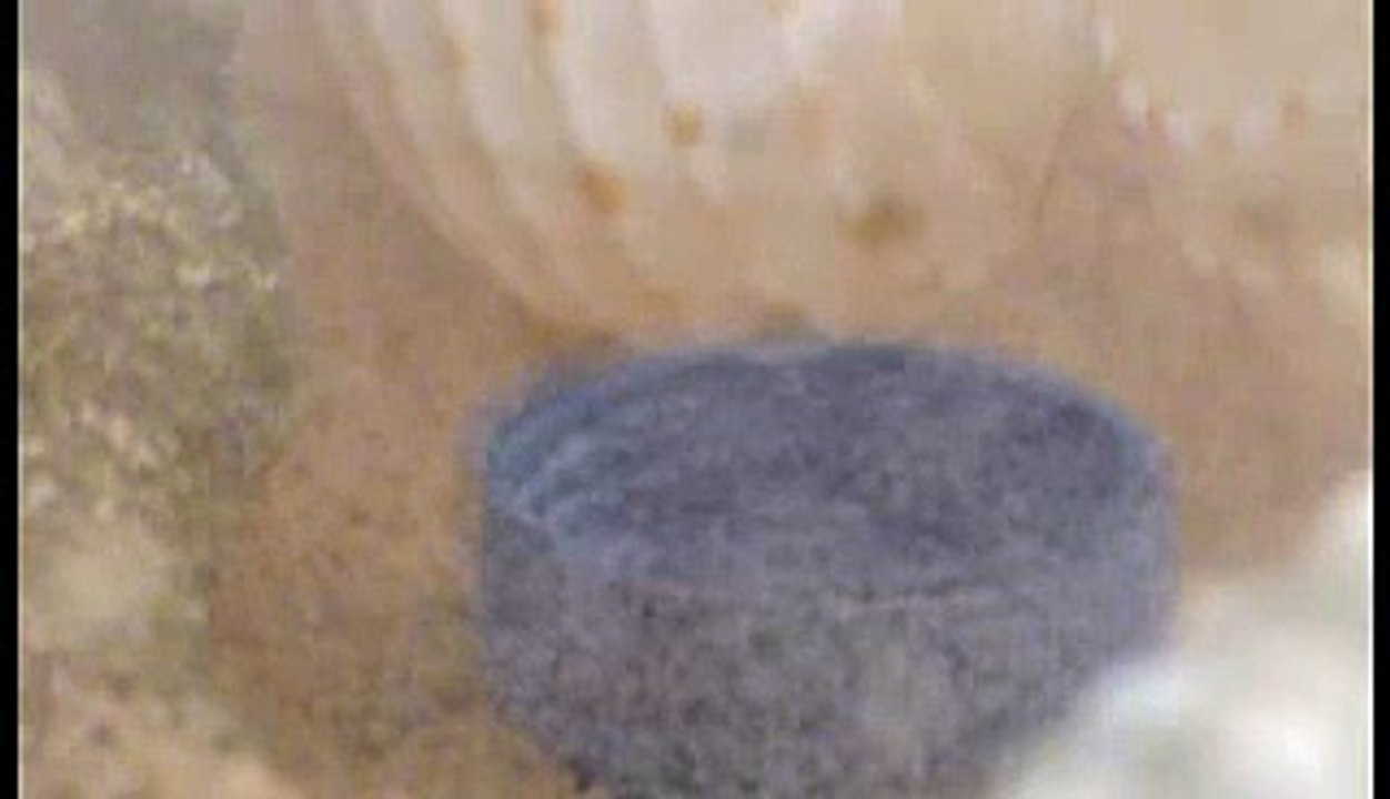 Crab Feeding Bowl