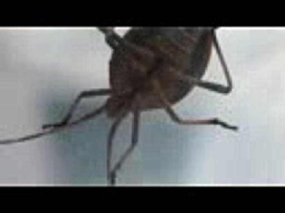 Roaches