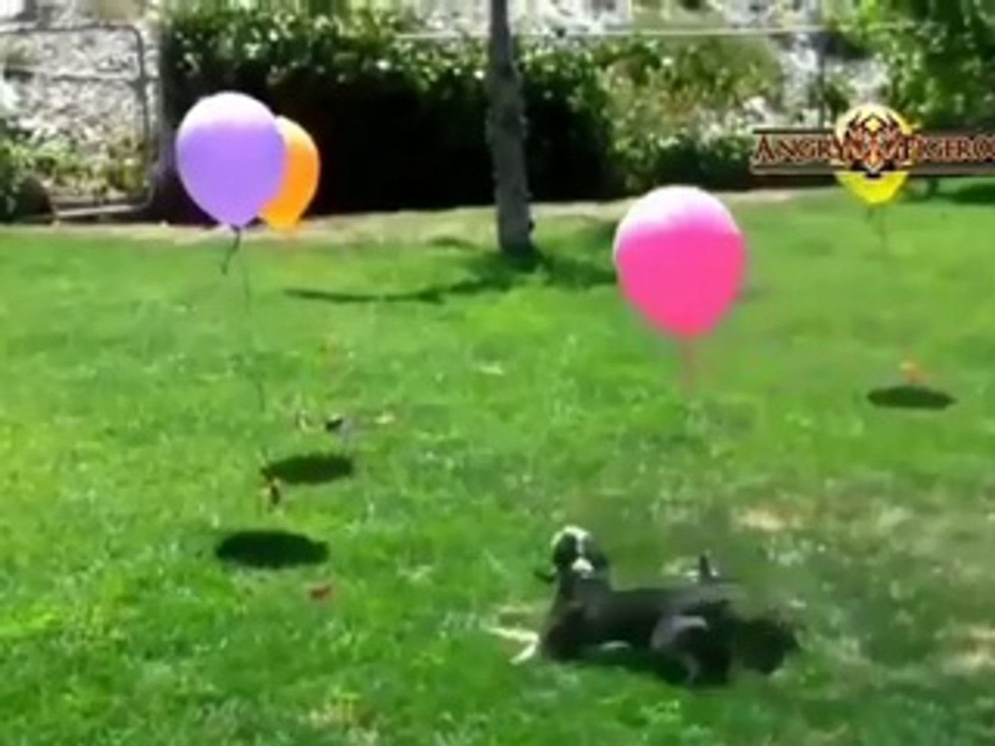 ⁣Забавные животные  Животные смешные  Best Funny Animals  Cute animals