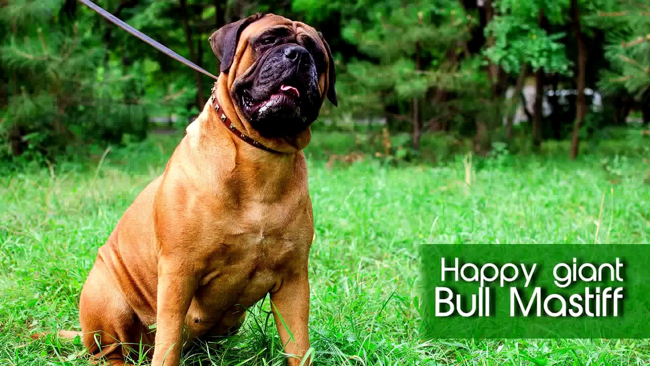 Bullmastiff Dogs - Dogs For Kids - Funny Dog Videos - Best Guard Dogs