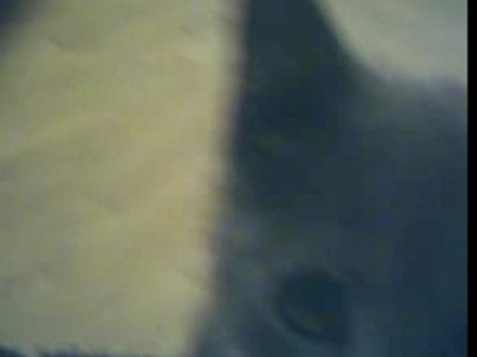 Koda