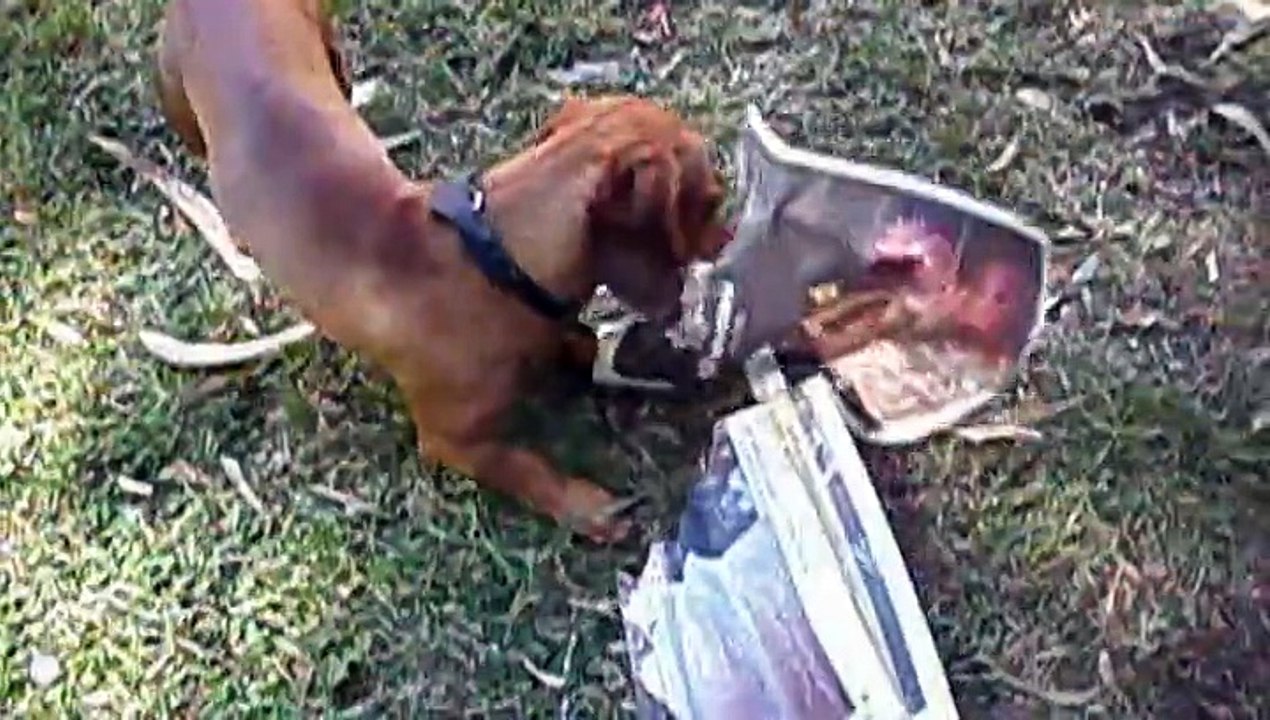 Duke vs diario