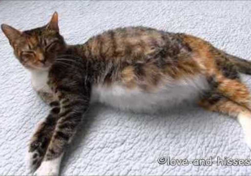 Unborn Kittens Seen Moving About in the Womb video Dailymotion