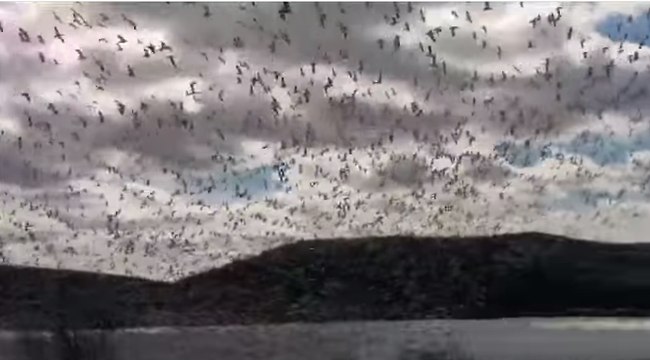 Snow Geese Mass Migration Creates Wave of White Over Pennsylvania Creek