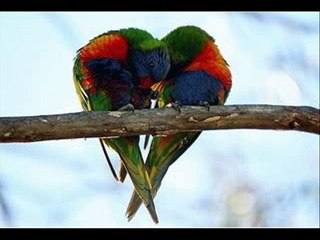 لو يطول البعد - نجاة الصغيرة