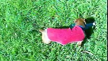 corriendo