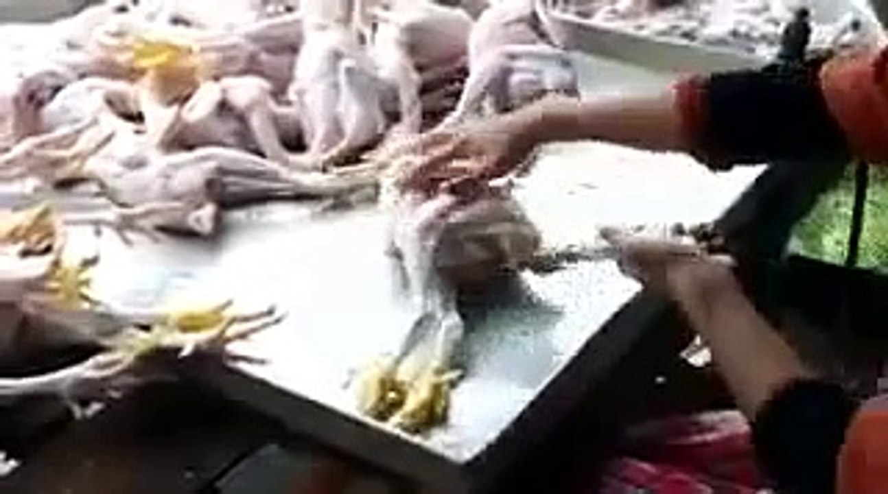 طريقة تكبير حجم الدجاج !!!