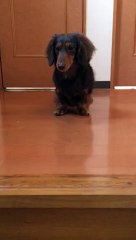 20150330　小鳥の鳴き声犬、アスティ