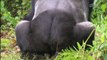 Les derniers gorilles de montagnes E03 FINAL DOC HD