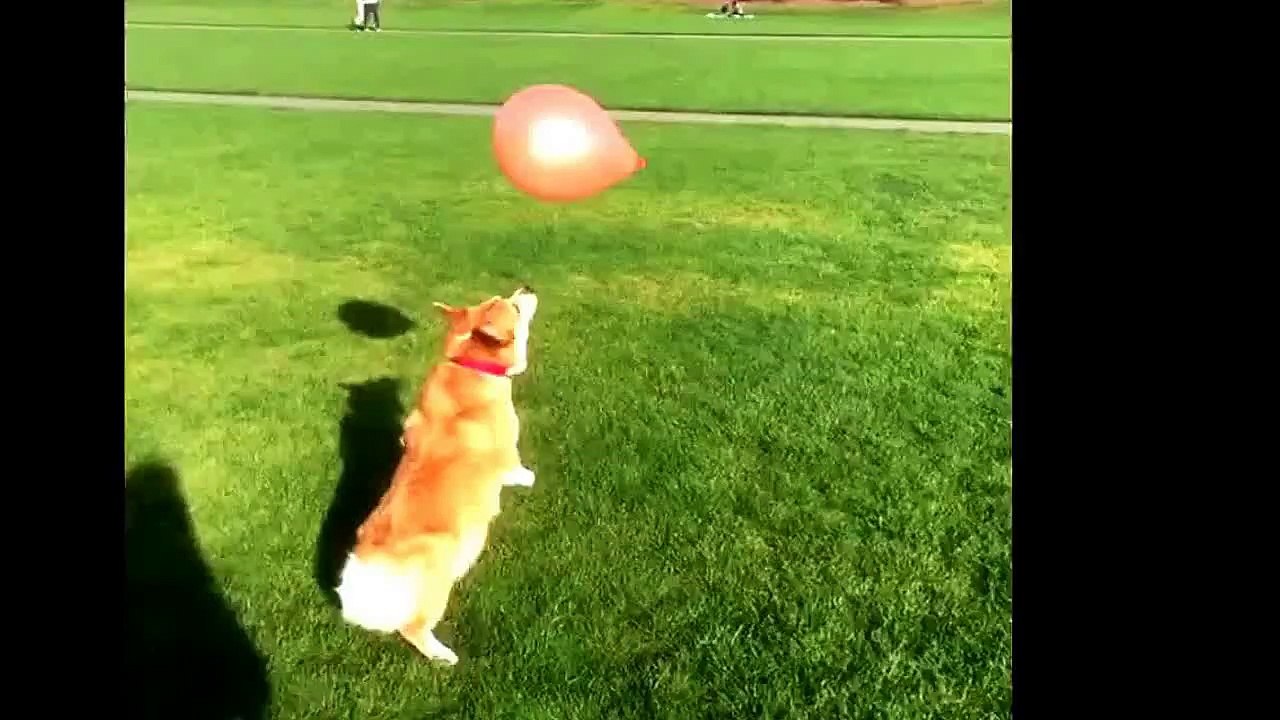 Cat Corgi Plays - keeps Up with a Balloon
