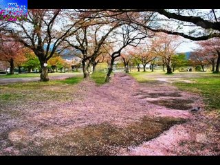 AMI CHIRATARE DURE CHALE JABO  DHIREN BASU