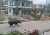 Rhino Chases Motorcycle in Southern Nepal Town