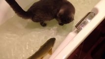 Balık ve kedinin arkadaşlığı