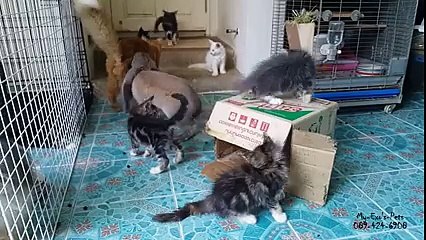 Un lapin essaie de choper un chat