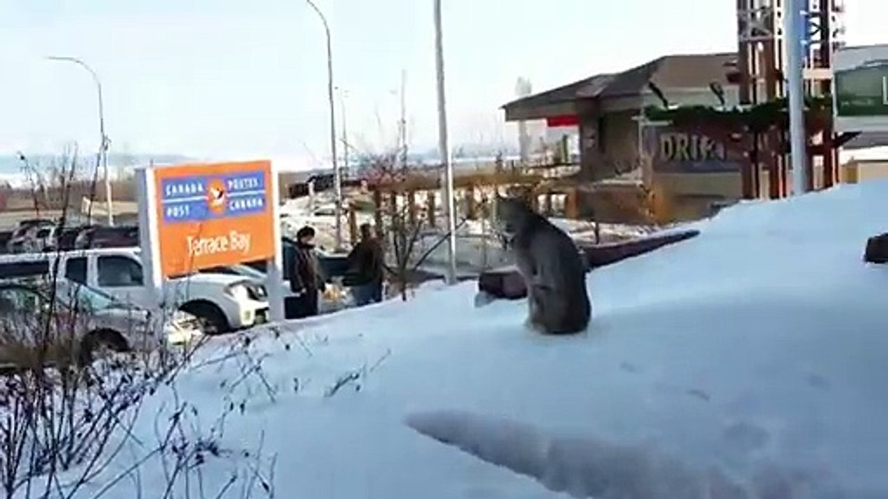 Femme VS lynx