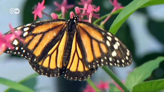 Biodiversity - Why is it Important? | Global 3000