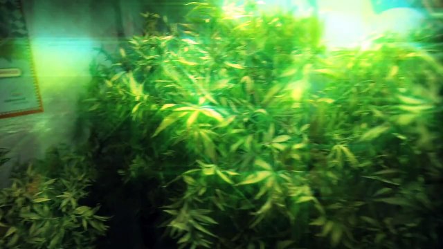 Snoop Dogg Wiz Khalifa - Young, Wild and Free ft. Bruno Mars [Official Video]