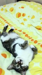 Sahibinden Ninni Dinleyen Kedi