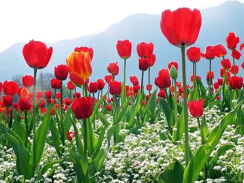 Muhteşem Fon Eser İlahi