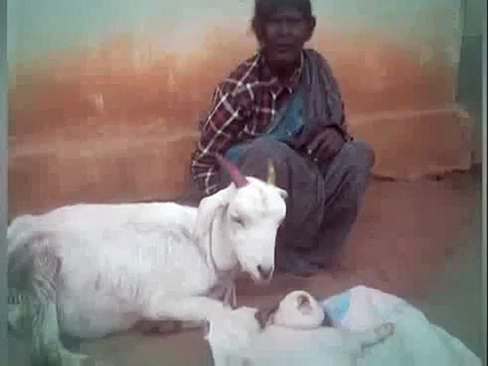 Goat Gives Birth To Human - Looks Like BABY in India Mysore - Exclusive
