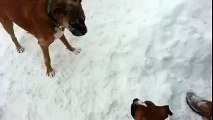 Un jeune chien veut courir en cercle avec un vieux chien dans un sentier creuser dans la neige.
