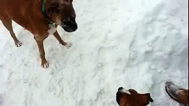 Un jeune chien veut courir en cercle avec un vieux chien dans un sentier creuser dans la neige.