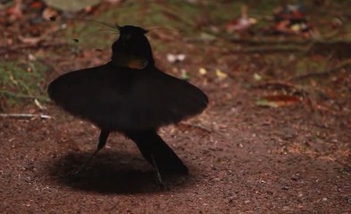 Quand le Paradisier sifilet danse comme une ballerine