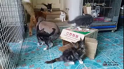 Un lapin essaie d'avoir une relation sexuelle avec un chat !