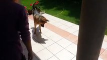 رد فعل كلب يرى ظله لأول مرة