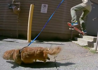 Skater pulled by a dog