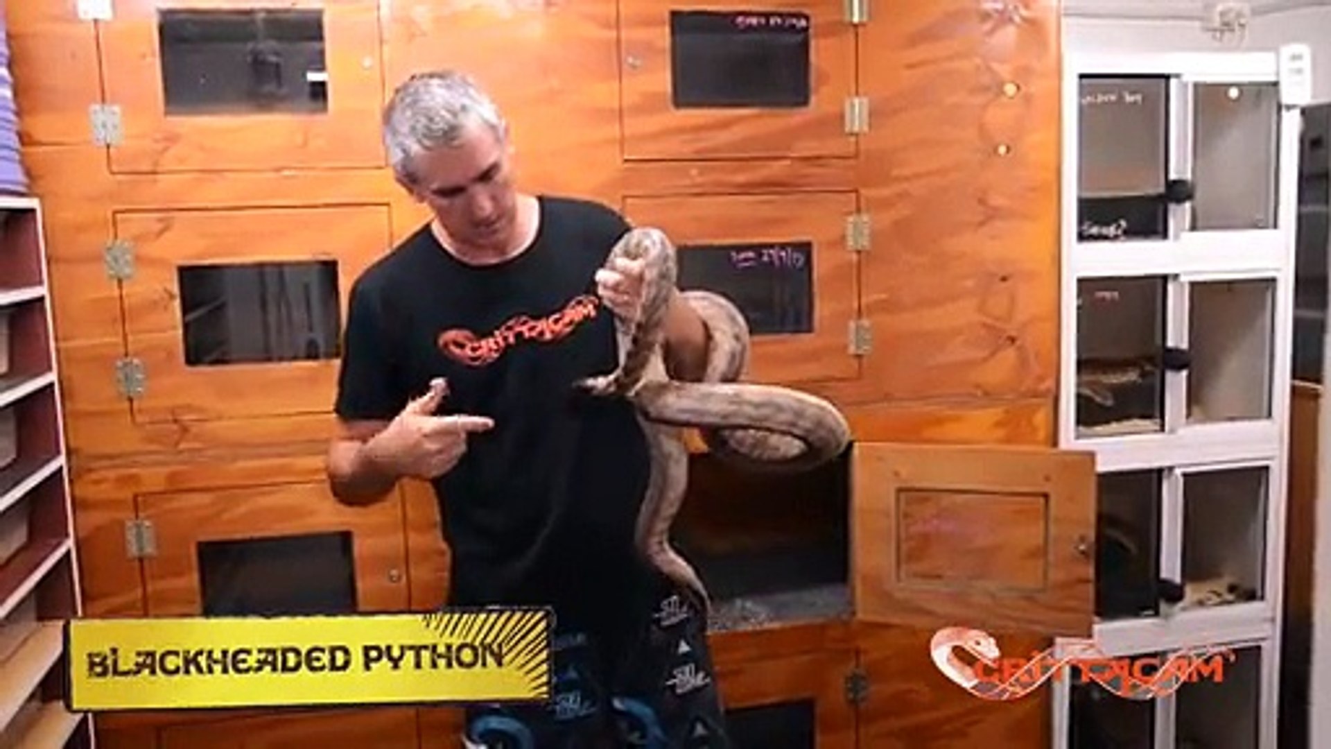 ⁣Snake Eating Snakes CrittaCam