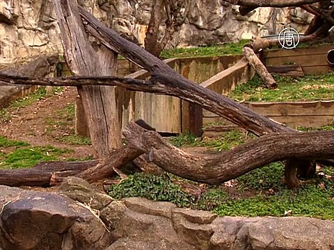 Двое андских медвежат впервые показались на публике