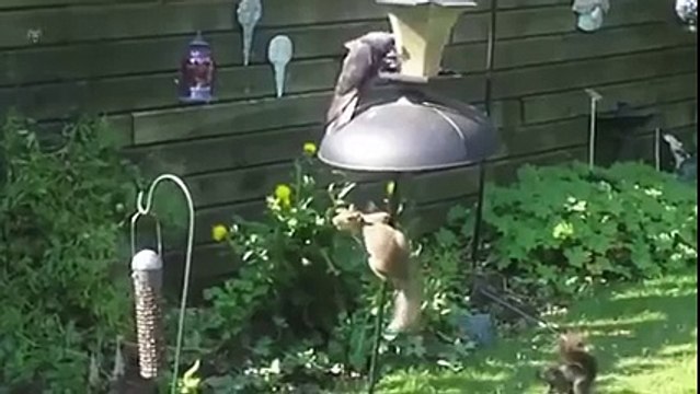 Thug Life, une écureuil attaque deux pigeons. Un saut remarquable !