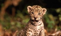 Yavru jaguar herkesin ilgi odağı oldu