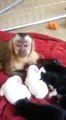 Mono cuidando perritos recién nacidos