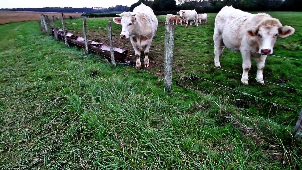 L'amour est dans le pré
