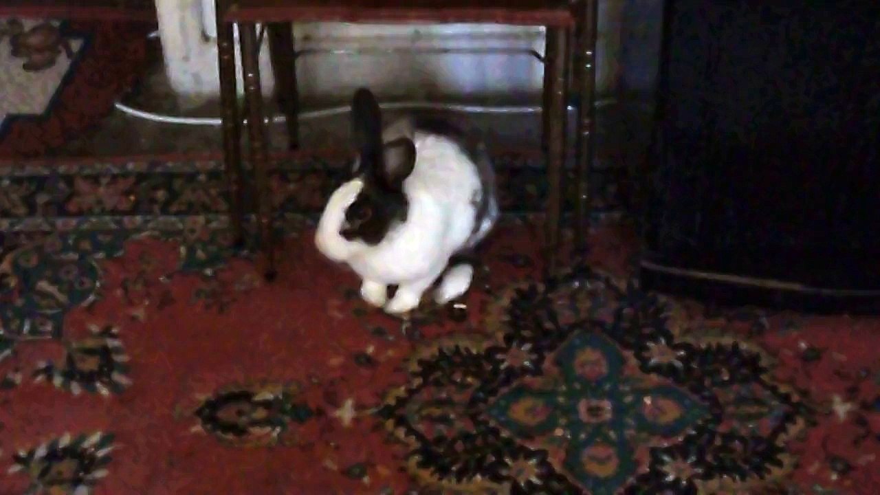 tombiş tavşan vecihi geliyor...