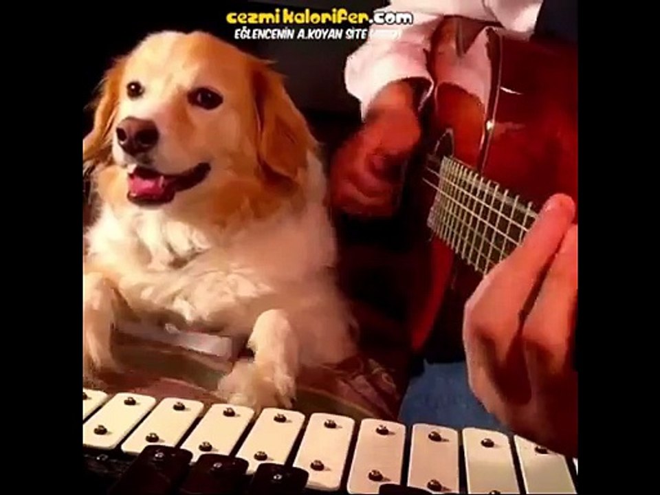 Sahibinin Gitarına Eşlik Eden Köpek