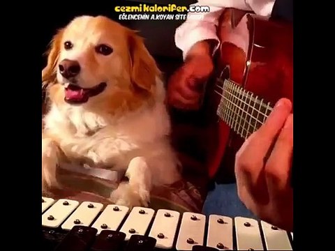 Sahibinin Gitarına Eşlik Eden Köpek